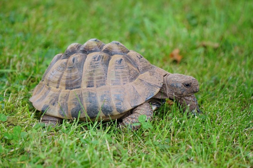 tortoise, animal, reptile, greek tortoise, spur-thighed tortoise, fauna, nature, tortoise, tortoise, tortoise, tortoise, tortoise
