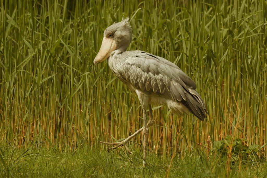 shoebill, bird, animal, whalehead, walkorch, exotic, wildlife, wilderness, nature, shoebill, shoebill, shoebill, shoebill, shoebill