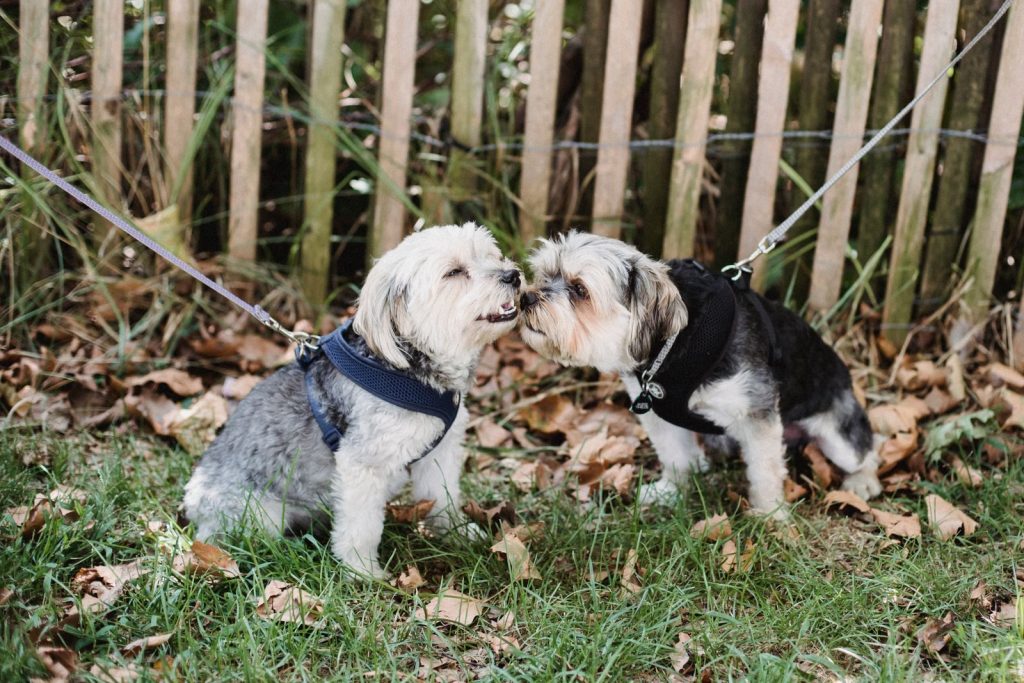 Small purebred dogs sitting on grass and sniffing each other while wearing collar and leash in daylight