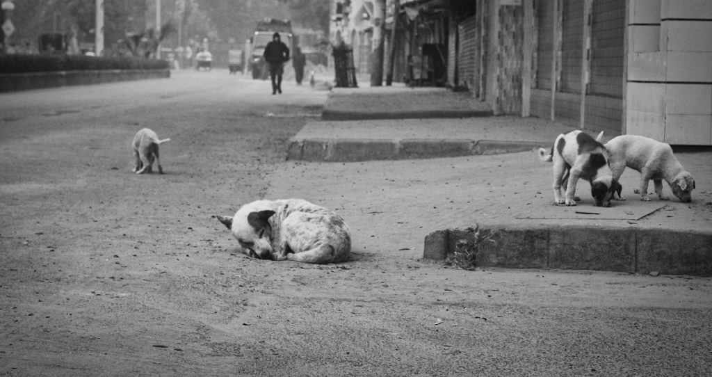 street dogs, stray, nature, street, sidewalk, dogs, canine, mammals, animals, stray dogs, monochrome, black and white, street photography