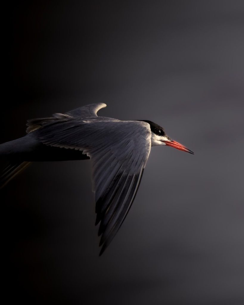 A bird flying in the air with its wings spread