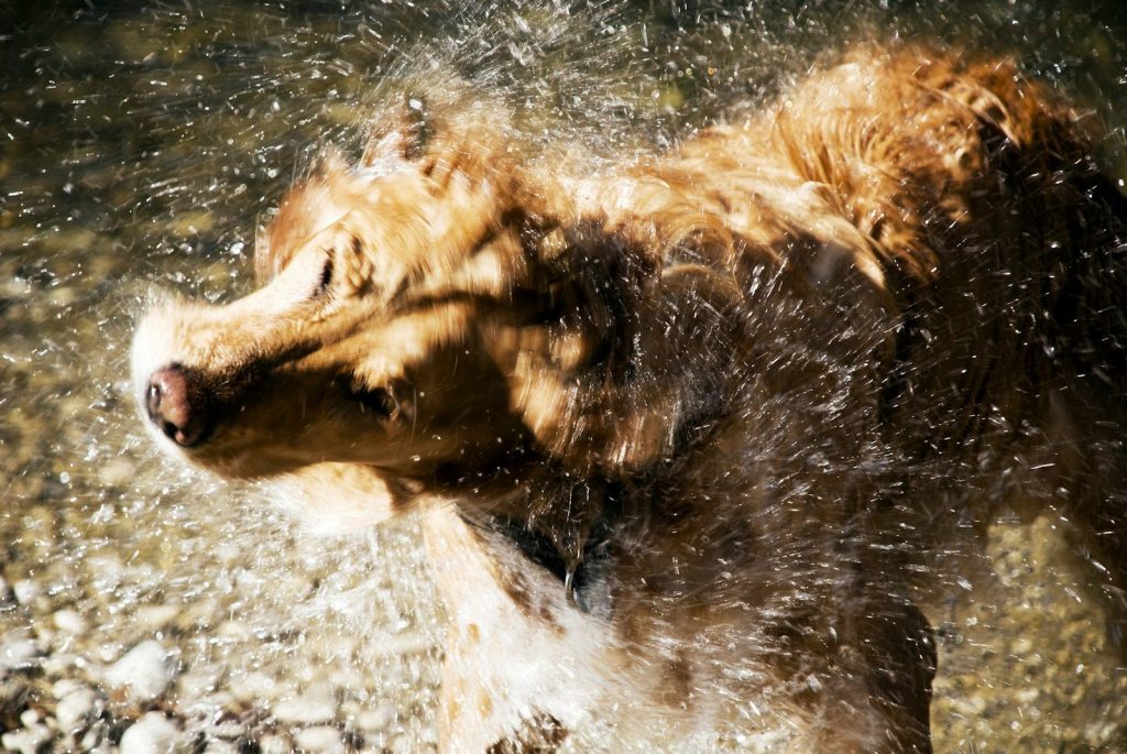 a dog is playing in the water outside
