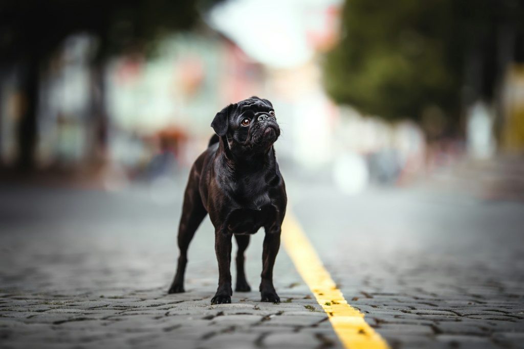 a black dog standing on the side of a road