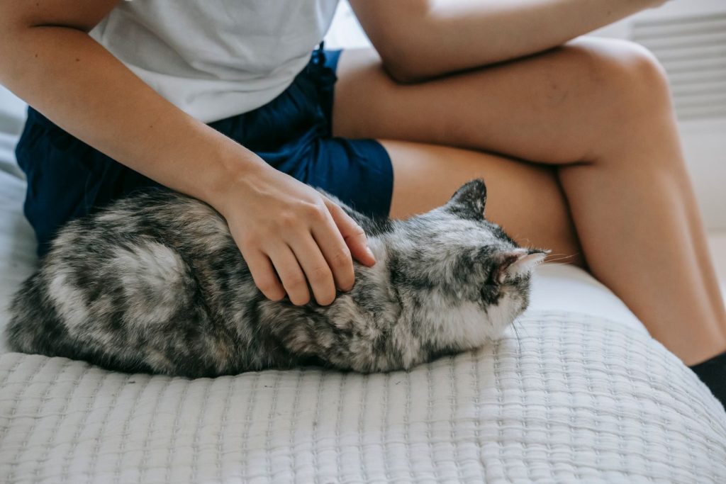 Side view crop female wearing casual outfit sitting on comfortable bed and caressing cute cat gray fluffy fur