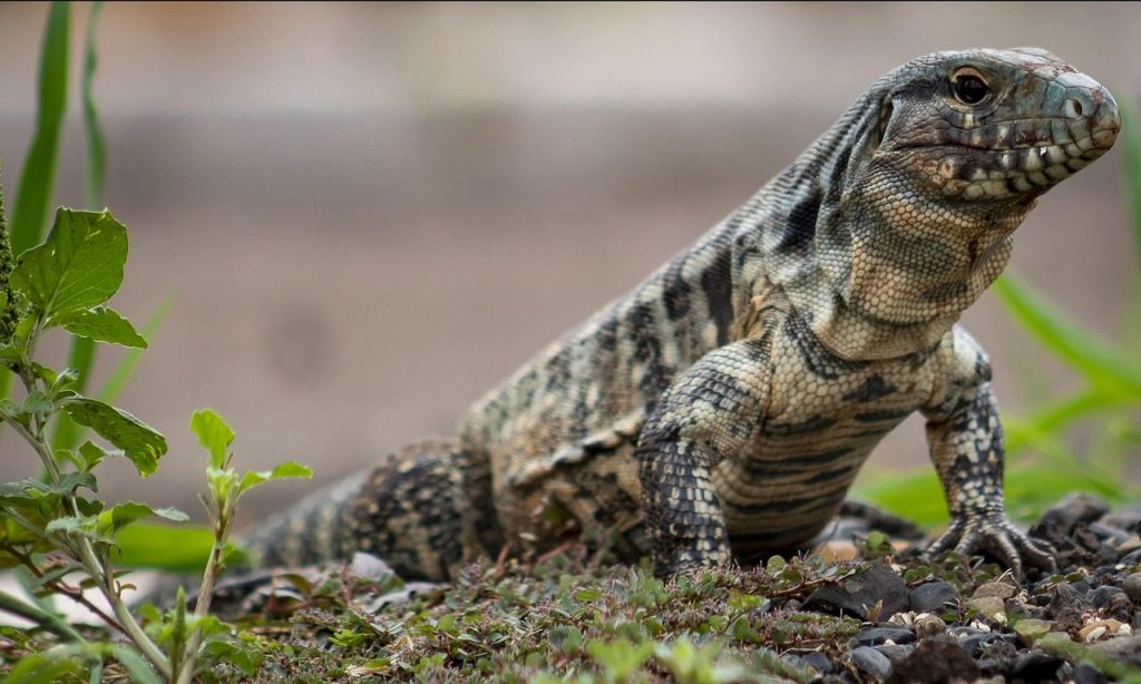 tegu, lizard, animal, reptile, wildlife, fauna, wilderness, nature, closeup, tegu, tegu, tegu, tegu, tegu
