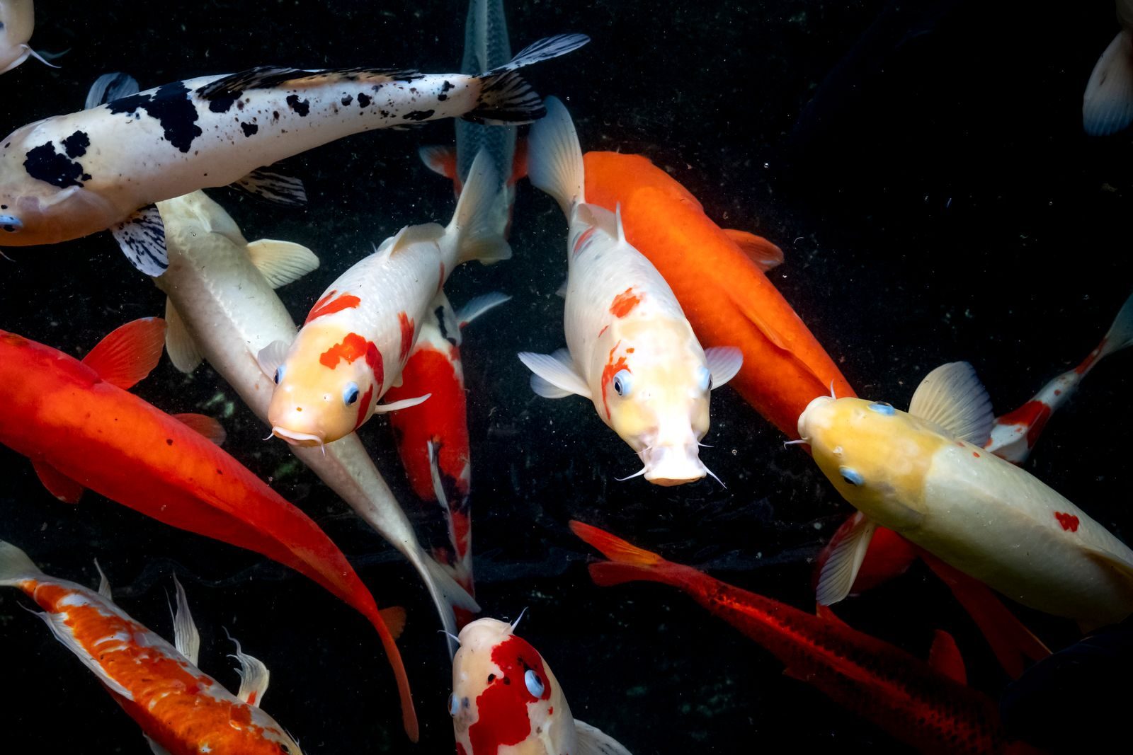 Ancient Survivors: Animals That Live the Longest on Earth