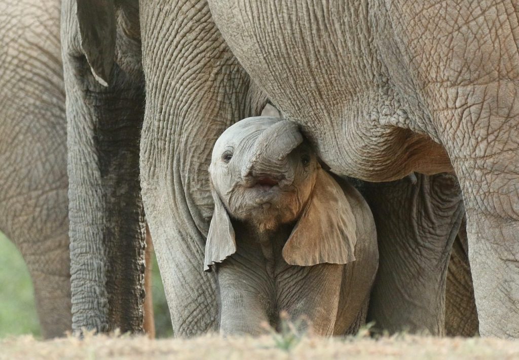 elephants, baby elephant, safari, animals, calf, young animal, mammals, wild animals, wildlife, family, wilderness, nature, elephants, elephants, elephants, baby elephant, baby elephant, baby elephant, baby elephant, baby elephant, family, family