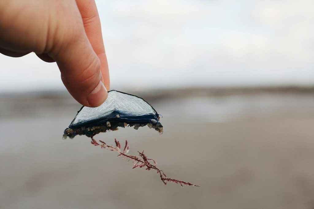 A hand holds a blue sea creature with seaweed against a blurred beach background.