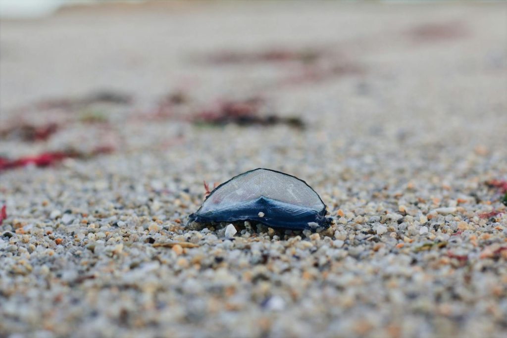Delicate blue marine creature on sandy seaside, beautifully captured in natural setting.