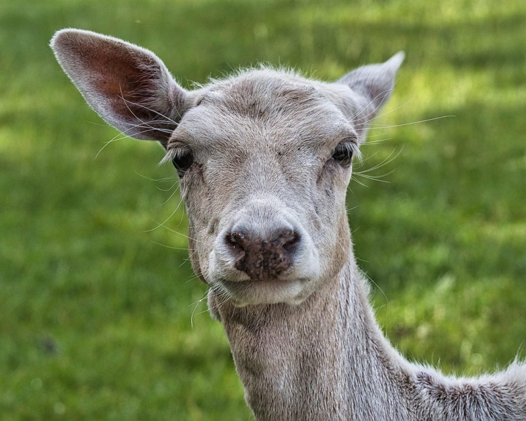 fallow deer, doe, albino, head, female deer, animal, wildlife, nature, portrait, close-up
