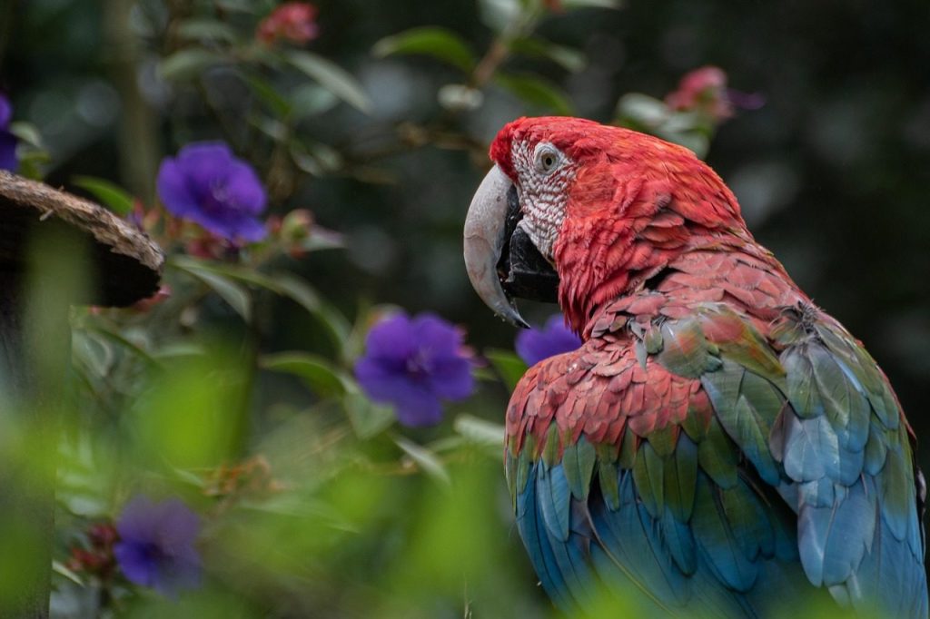 macaw, parrot, nature, bird, cacatua, cockatoo, animal, avian