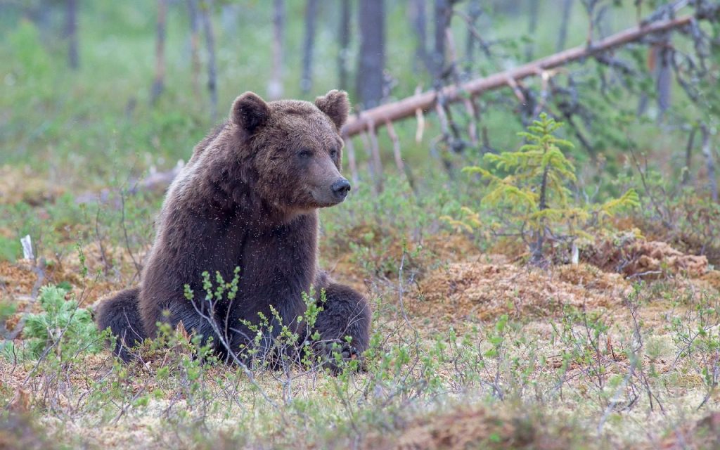 bear, grizzly, animal, wildlife, grizzly bear, brown bear, predator, mammal, beast, sitting, nature, grizzly, grizzly bear, grizzly bear, grizzly bear, grizzly bear, grizzly bear