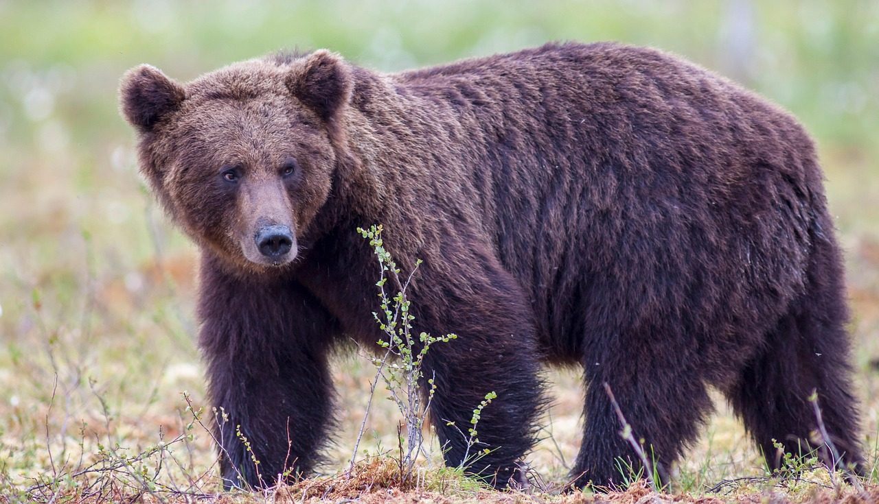 bear, grizzly, animal, wildlife, grizzly bear, brown bear, male bear, predator, mammal, beast, nature, bear, grizzly, grizzly bear, grizzly bear, grizzly bear, grizzly bear, grizzly bear