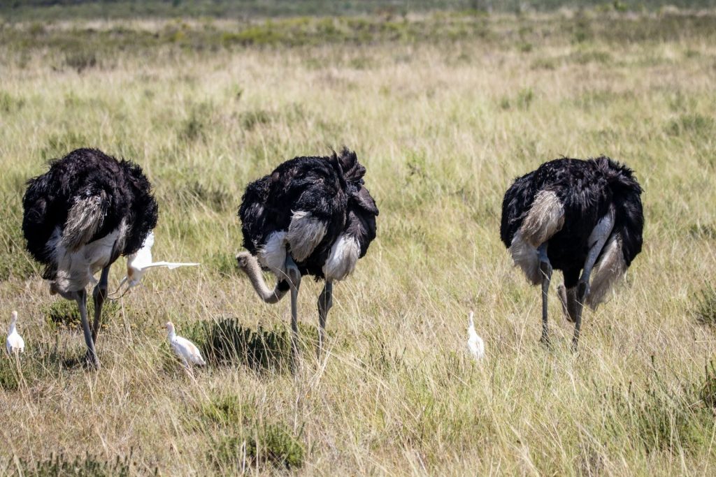 Three ostriches and egrets in a natural grassland habitat.
