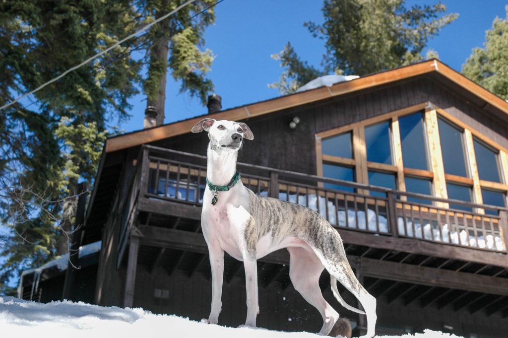 A graceful whippet stands confidently in the snow beside a rustic cabin surrounded by tall evergreens.