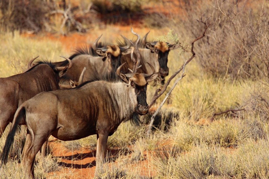 animals, wildebeest, herd, mammals, nature, africa, wildebeest, wildebeest, wildebeest, wildebeest, wildebeest