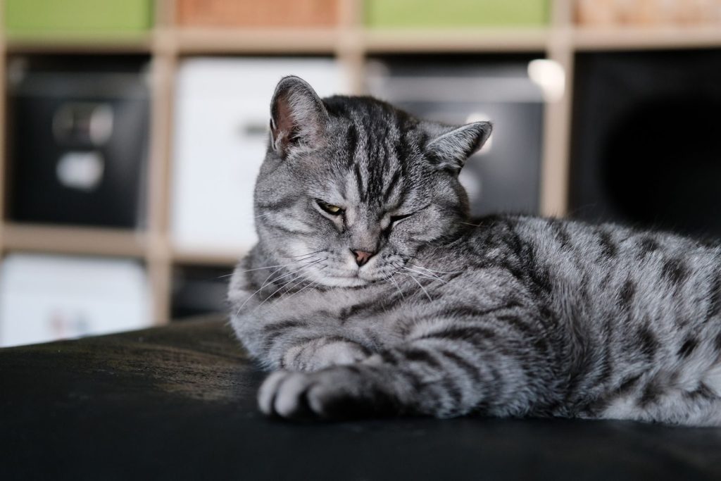 A cute grey tabby cat with whiskers rests comfortably indoors, showcasing its fluffy fur.