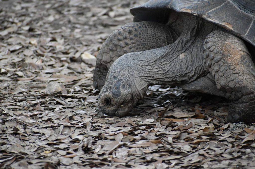 turtle, tortoise, frog, reptile, african spur-thighed tortoise, hard shell, animal, swamp, rock, leaves, waterway, water, zoology, herman park zoo, nature, wildlife, pond, lake, river, portrait