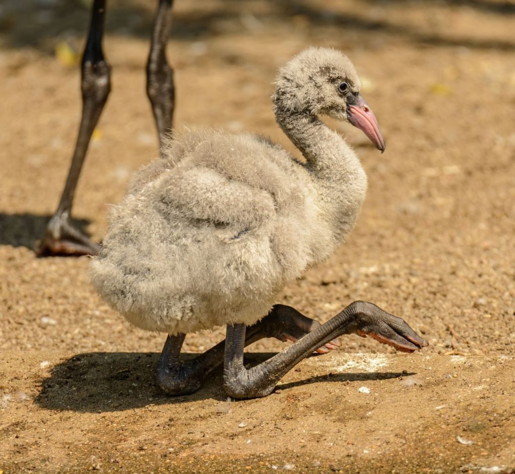 Close-up of a young flamingo chick sitting on sandy ground, showcasing its feathers and surroundings.