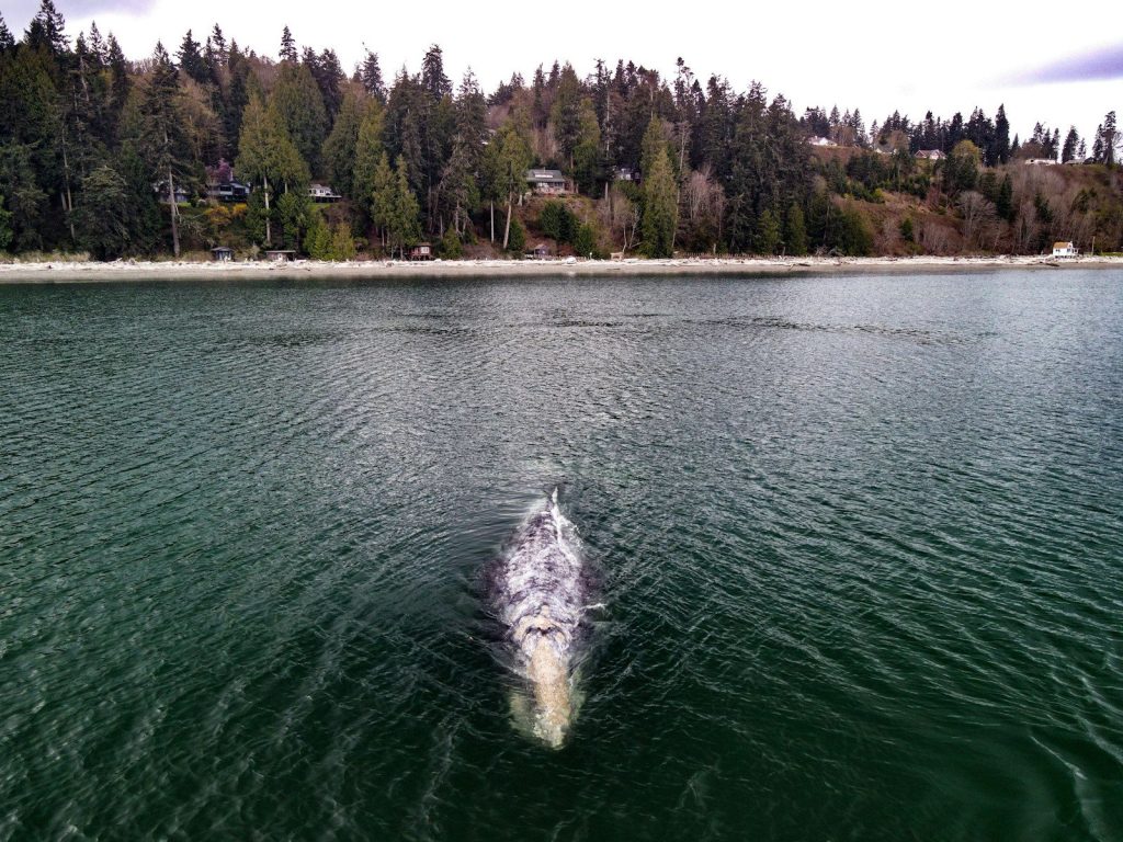 body of water near green trees during daytime