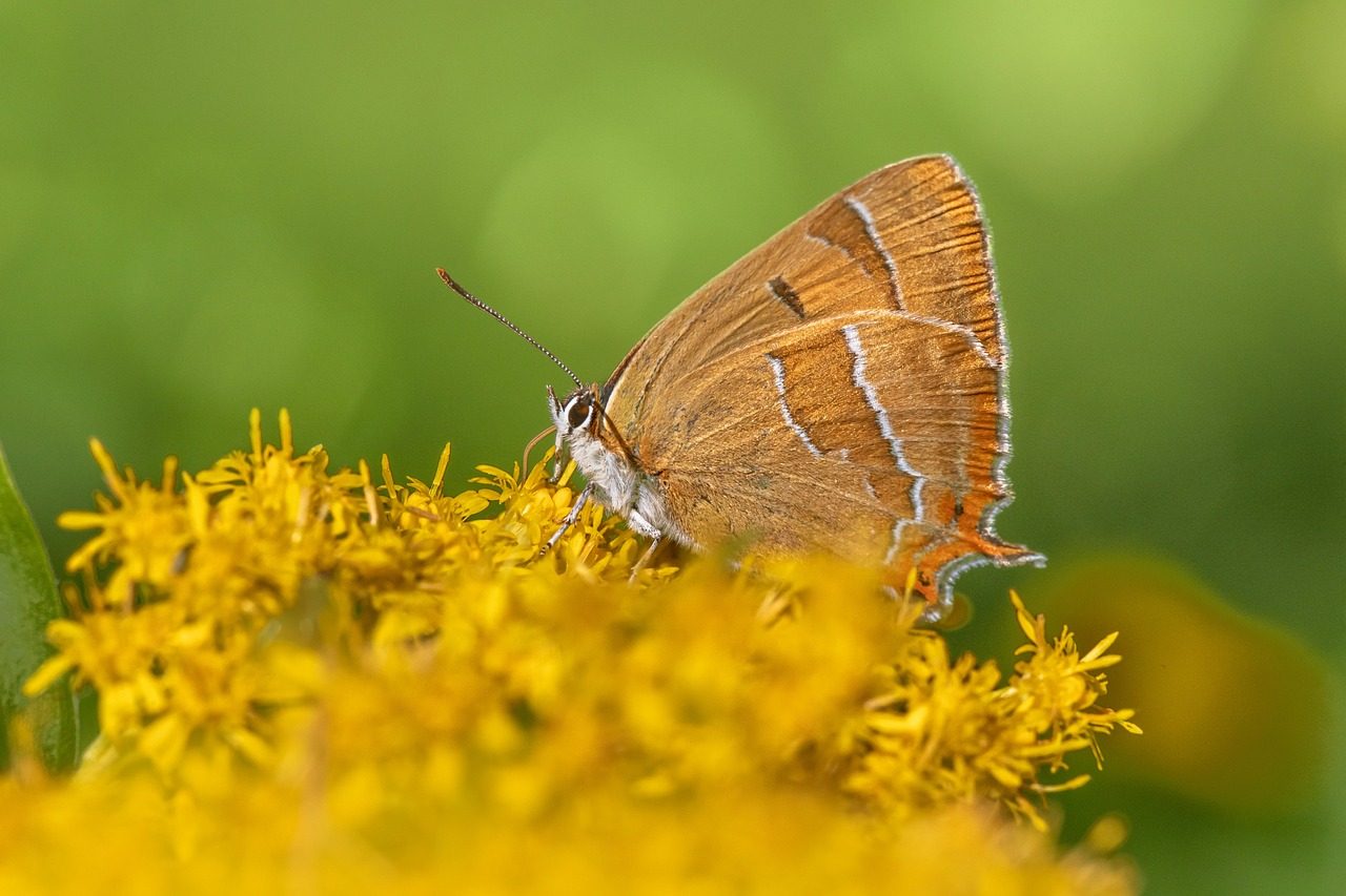 butterfly, flowers, pollinate, pollination, insect, flower background, winged insect, butterfly wings, bloom, blossom, flora, flower wallpaper, beautiful flowers, fauna, nature, entomology, lepidoptera, close up, brown hairstreak