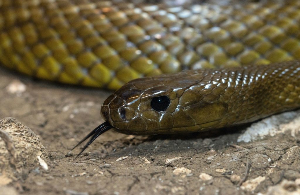 silver and gold snake on ground