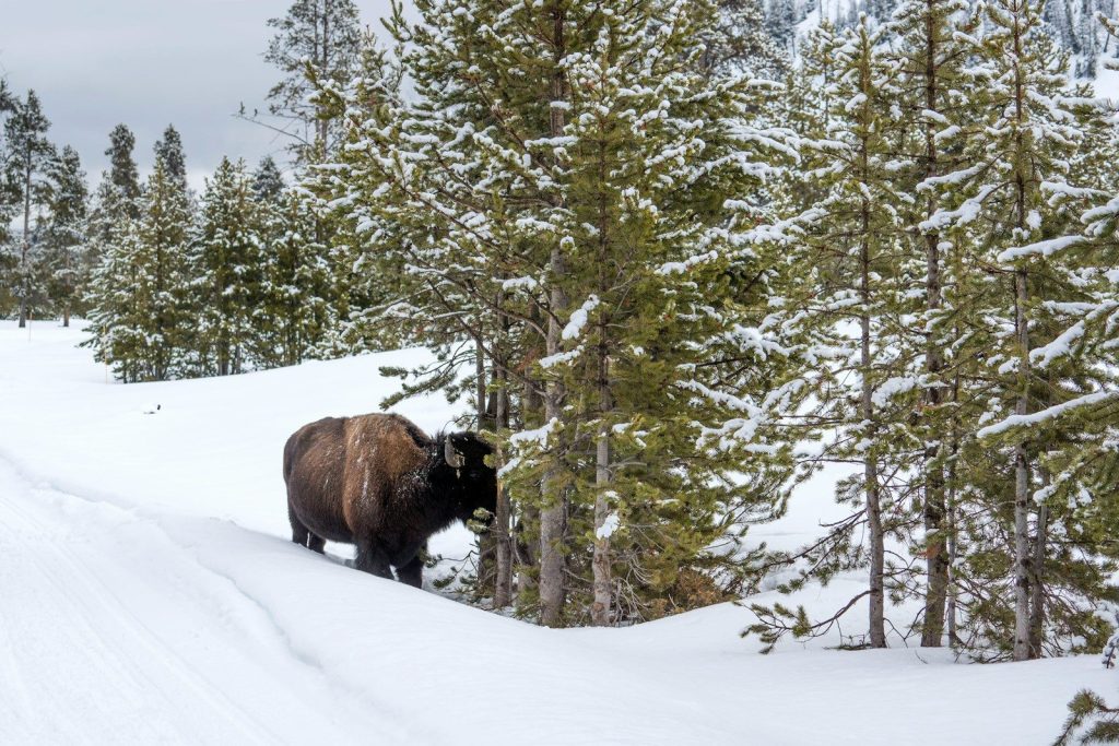 Bison in a snowy forest landscape