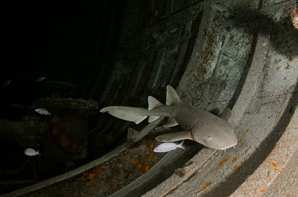 Shark swimming inside a shipwreck, surrounded by fish in an underwater scene.
