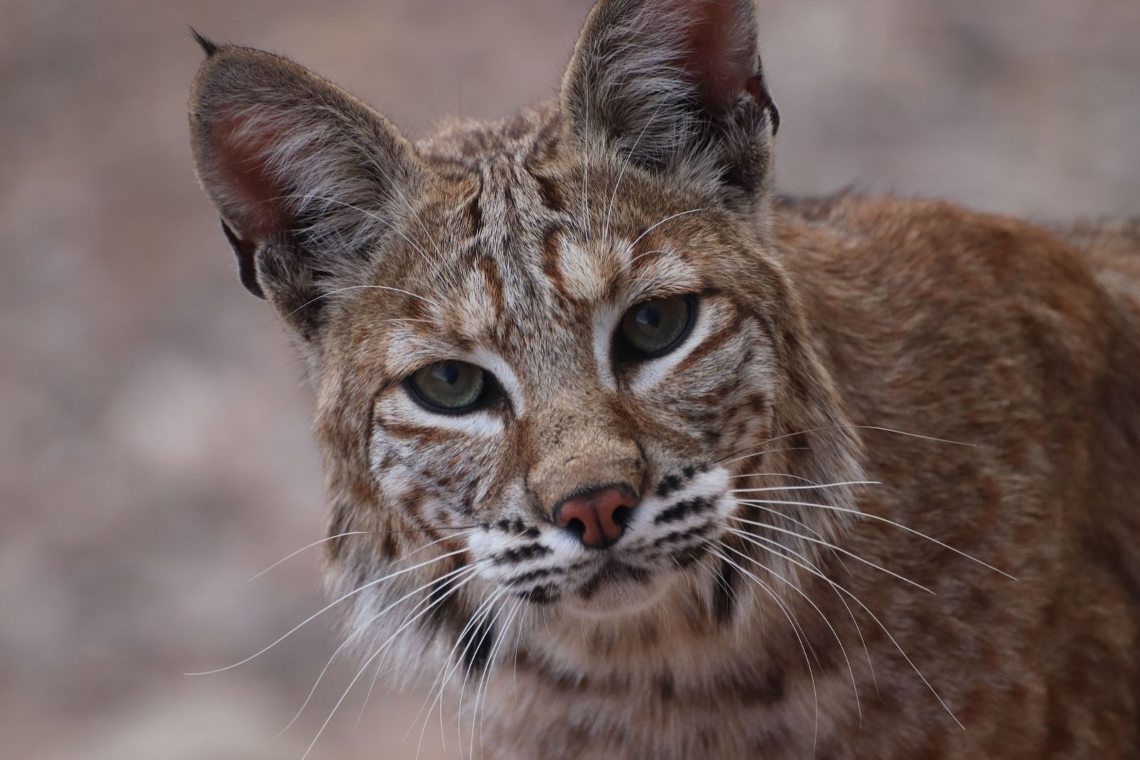 Detailed close-up of a bobcat showcasing its intense gaze and striking features.