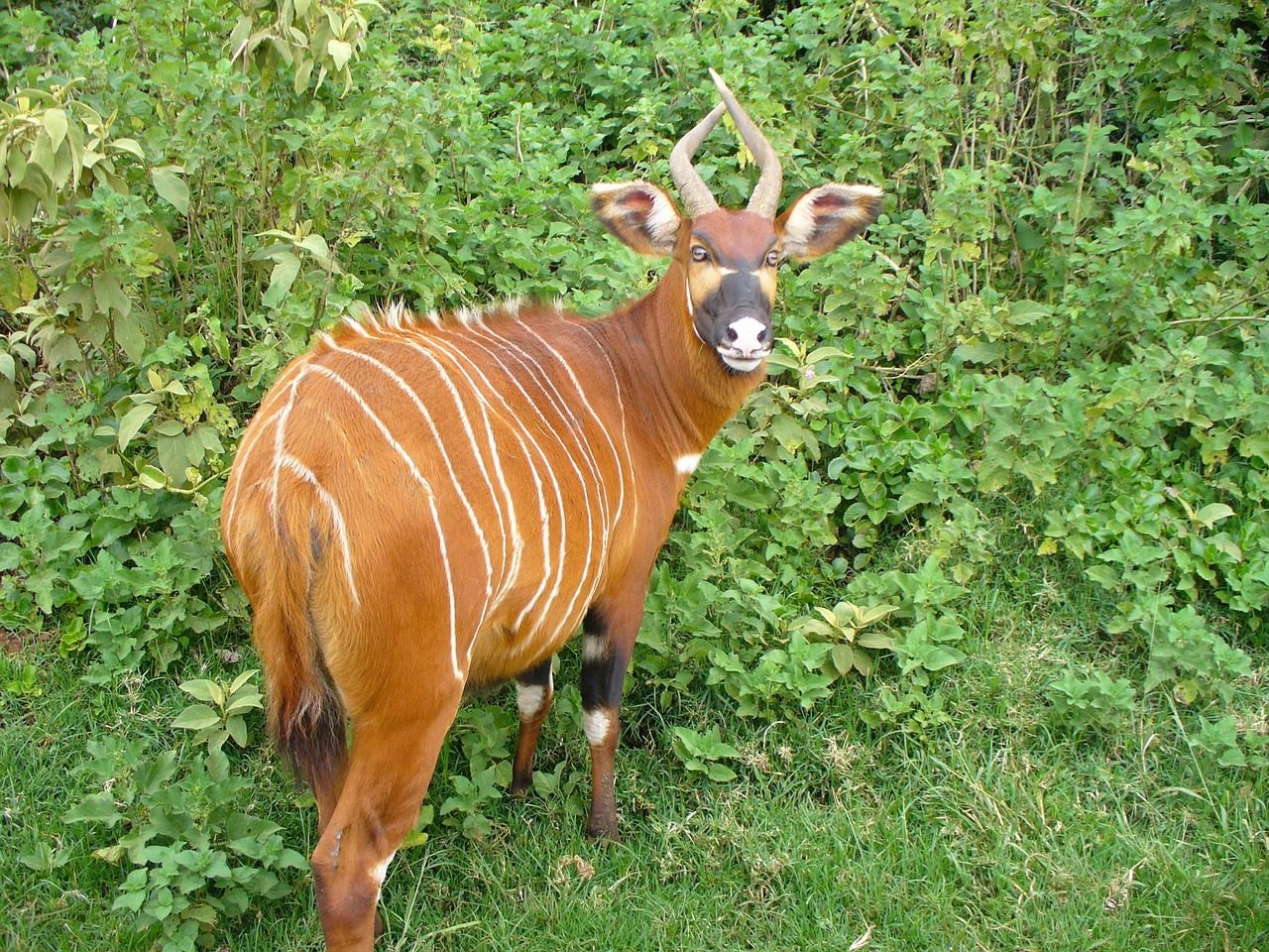 mountain bongo, animal, mammal, wildlife, deer, striped, beautiful, nature, outside, brush, plants, green mountain, mountain bongo, mountain bongo, mountain bongo, mountain bongo, mountain bongo