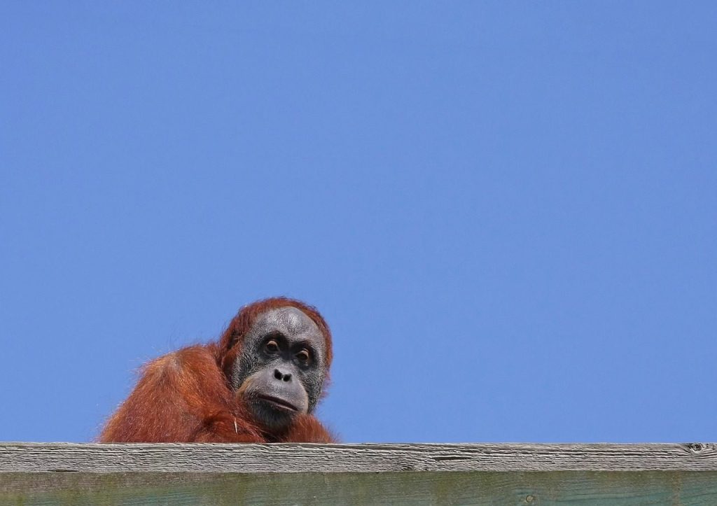 orangutan, primates, nature, ape, animal, fauna, zoo