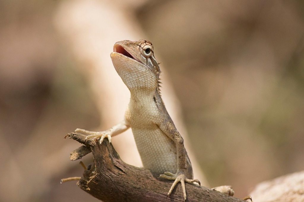 oriental garden lizard, reptile, animal, lizard, nature, wildlife, scales, closeup, portrait, lizard, lizard, lizard, lizard, lizard