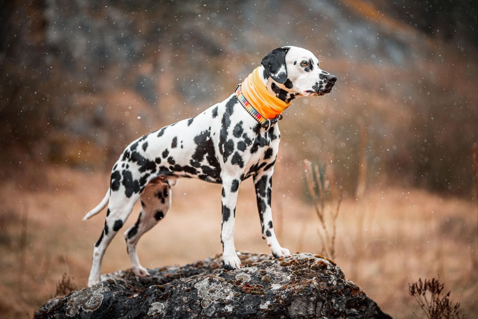 Dalmatian dog standing on a rock in a scenic outdoor setting in Slovakia.