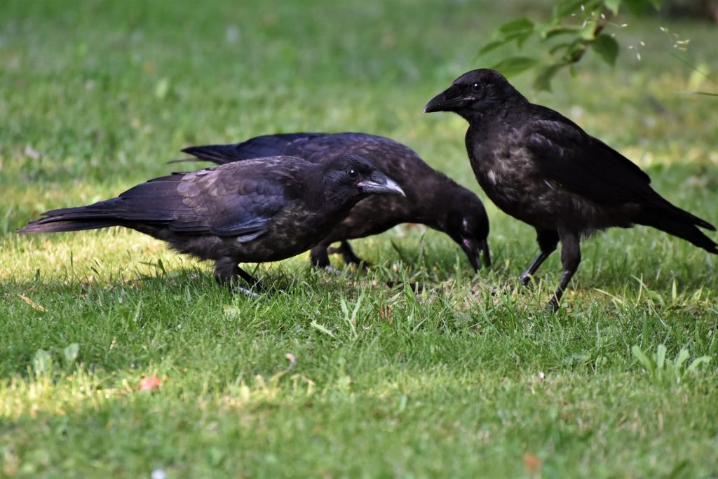 Three black crows on green grass, captured in natural light, showcasing wildlife behavior.