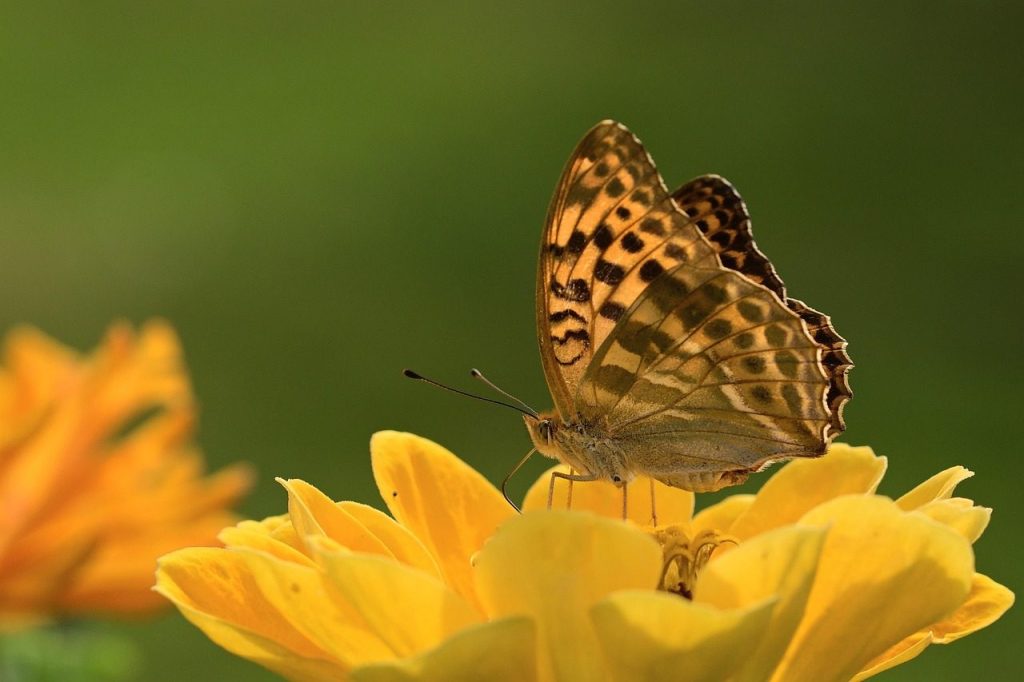 butterfly, nature, fritillary, butterflies, zinnia, blossom, bloom, garden, summer