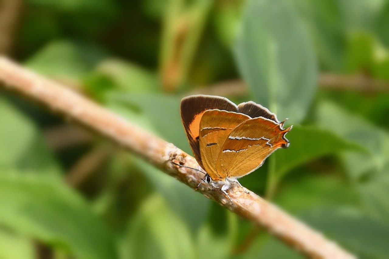 butterfly, kidney spot hairstreak, garden, summer, nature