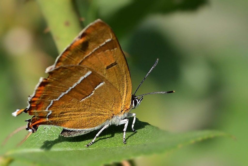 butterfly, kidney spot hairstreak, insect, entomology, leaf, garden, summer, nature