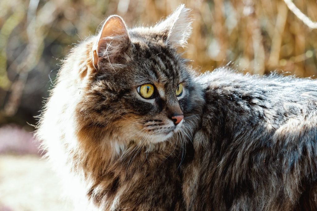 Captivating shot of a long-haired cat with furry coat and vivid eyes.