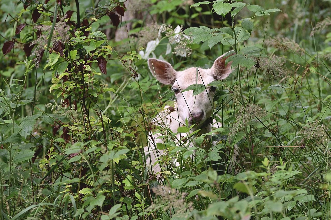 deer, fawn, albino, forest, watch, nature