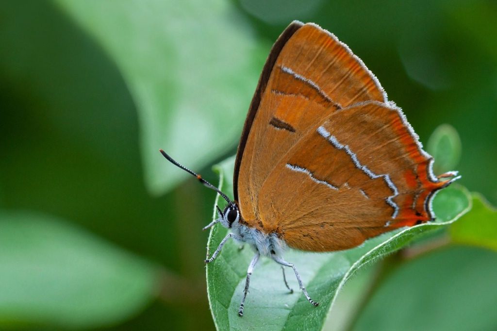 brown hairstreak, butterfly, insect, leaf, wings, plant, garden, nature, closeup
