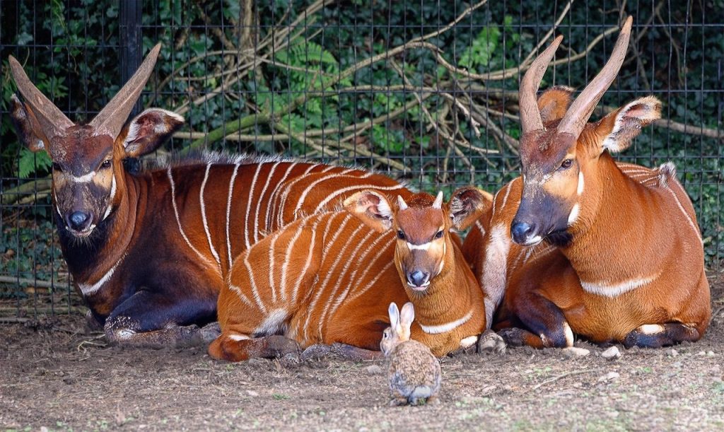 eastern bongo, antelopes, endangered, rabbit, herbivores, ungulate, nature, animals, bongo, wildlife