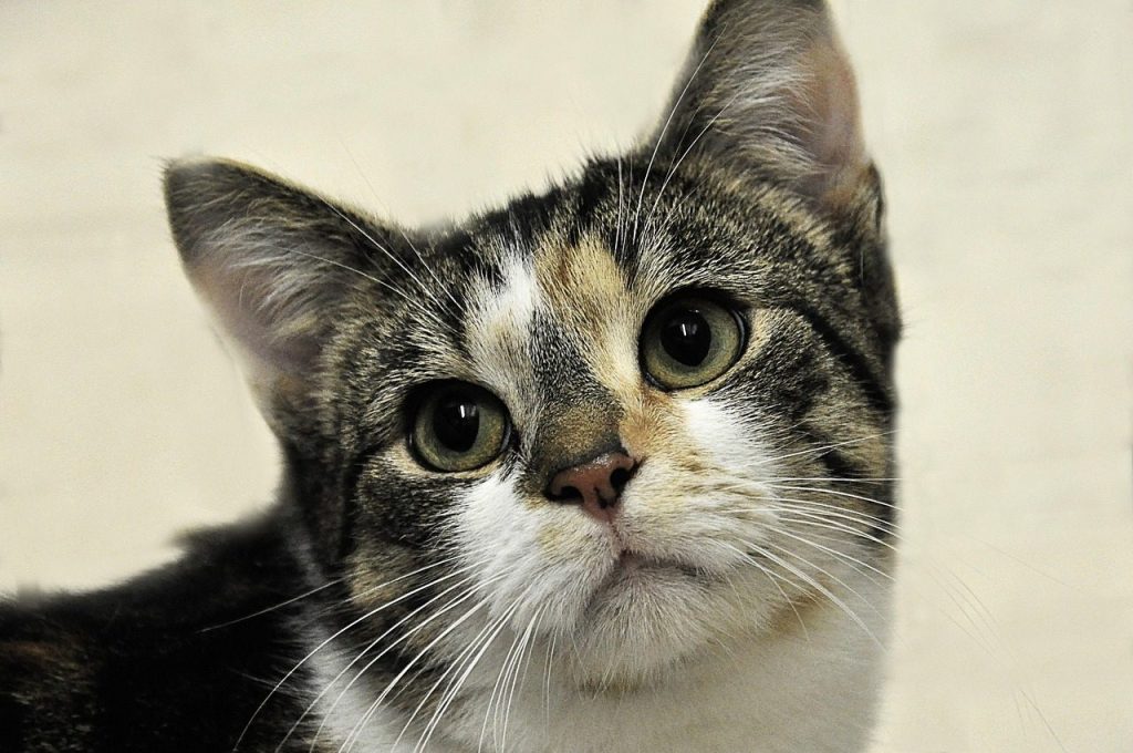 domestic animal, pet, cat, animal shelter, animal welfare, mammal, domestic cat, kitten, animal, feline
