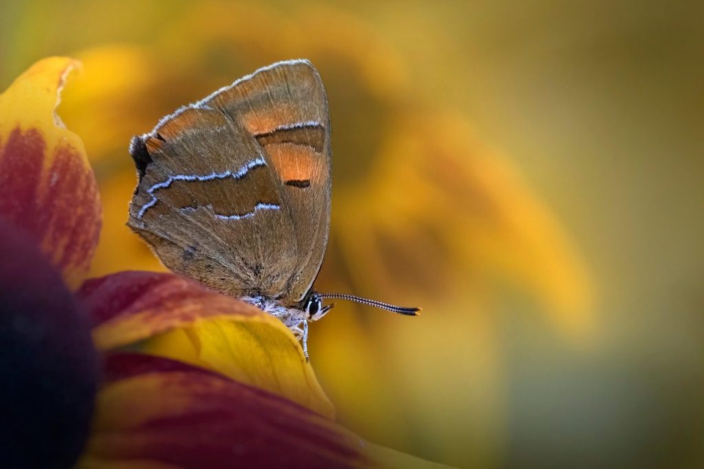 brown hairstreak, butterfly, insect, fauna, nature, close up, thecla betulae, nature, nature, nature, nature, nature