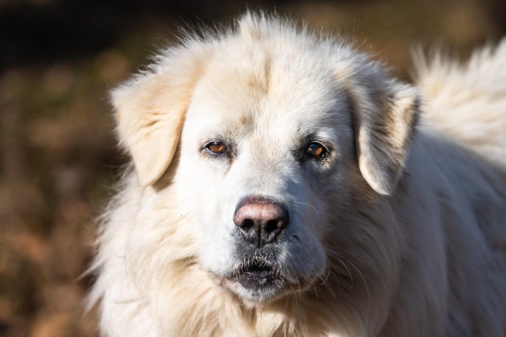 dog, pet, maremma sheepdog, canine, mammal, maremmano-abruzzese sheepdog, maremmano, abruzzese sheepdog, nature, animal, portrait