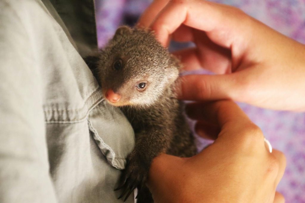 Cute baby mongoose being gently cradled and cuddled, showing innocence and playfulness.