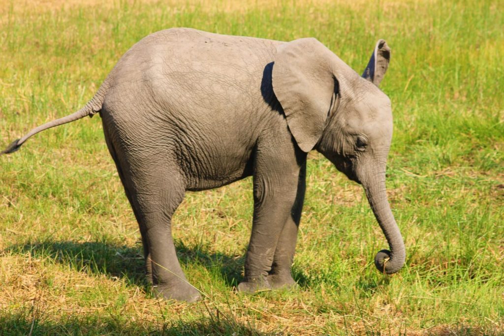 A cute baby African elephant (Loxodonta africana) exploring the grassy fields during a safari day.