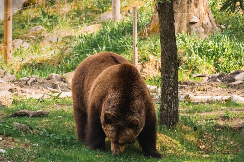 A grizzly bear grazing in a lush woodland area during the day.