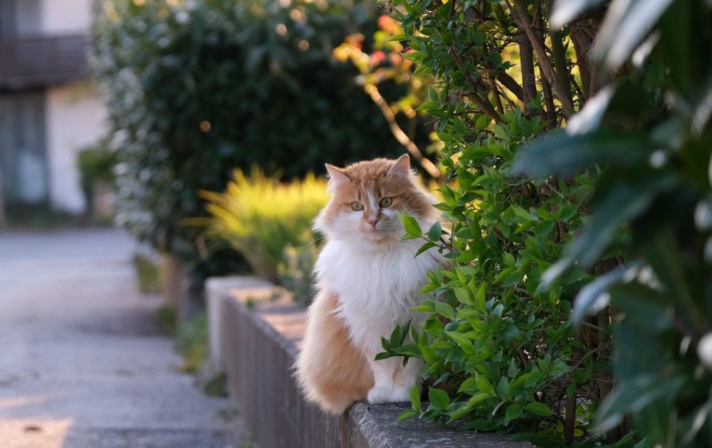 cat, feline, pet, mammal, long hair, animal, domestic cat, domestic animal