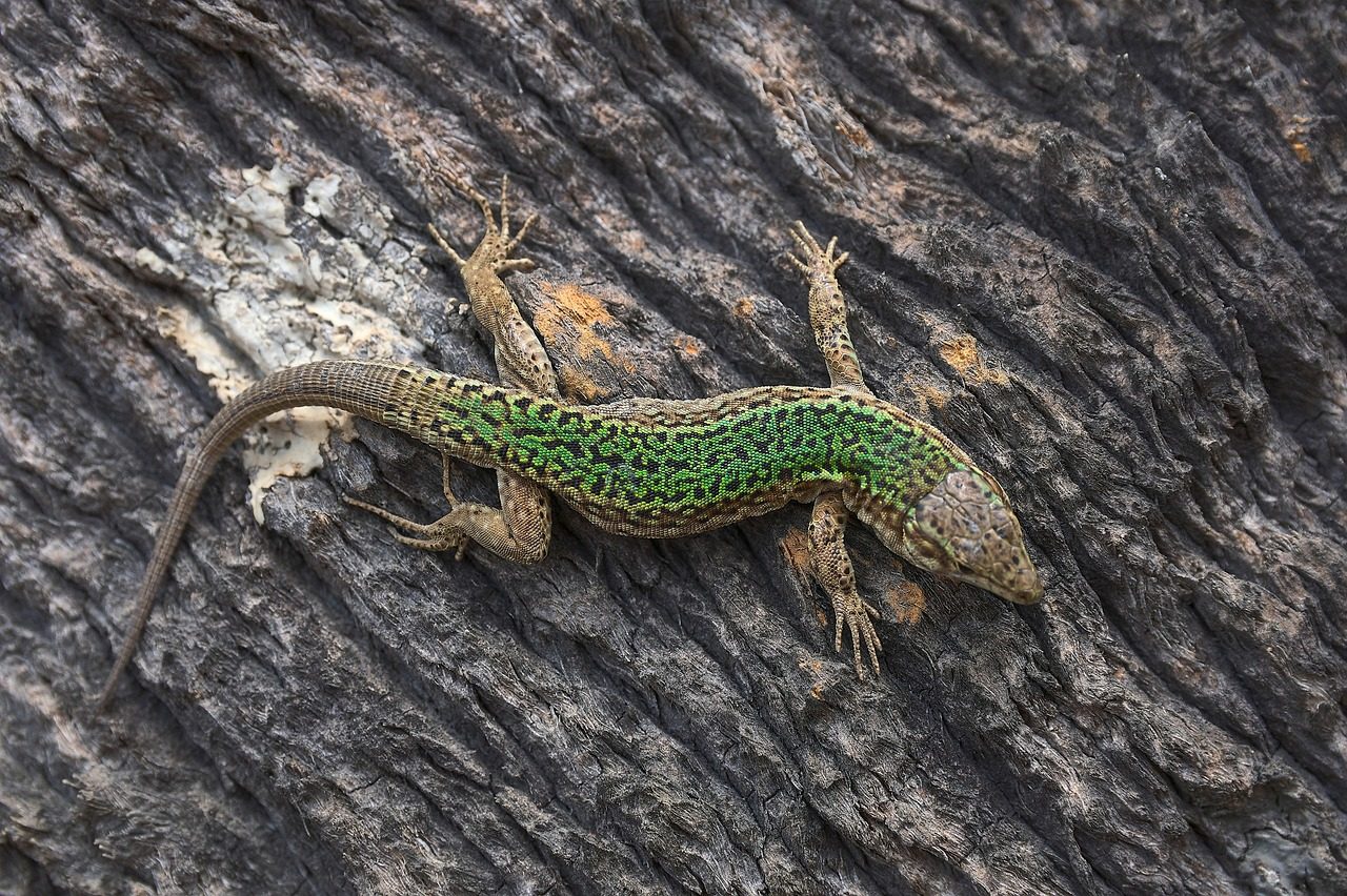 lizard, reptile, ibiza, formentera, sargantana, animal, nature, wildlife