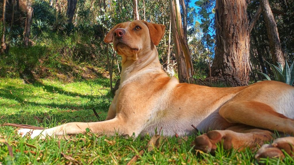 A light brown dog lies in green grass under trees.